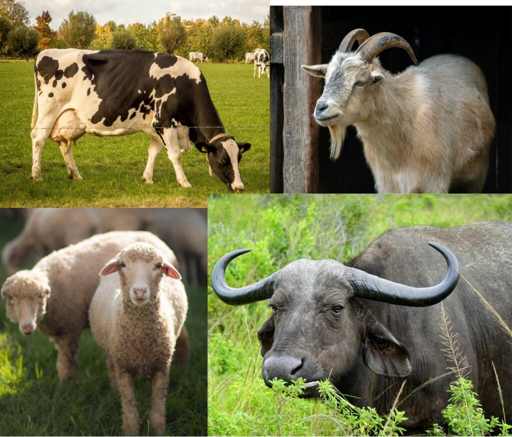 Kulinariya nədir? cow, sheep, goat, goat